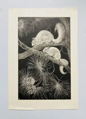 Ina Rahusen - Eekhoorns kopen? Bied vanaf 45!