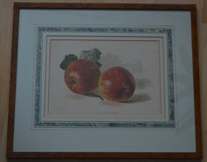 Niet of onleesbaar gesigneerd - A new dessert apple. Lithografie. kopen? Bied vanaf 1!
