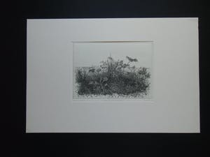 Willem Minderman - WILDE PLANTEN EN KASTEEL kopen? Bied vanaf 60!