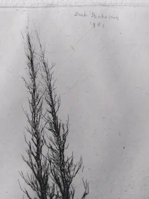 Dirk Baksteen - Kempische Schuur kopen? Bied vanaf 25!