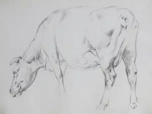 Frans Lebret - Drie studies van een rund - Tekeningen kopen? Bied vanaf 75!