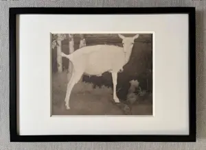 Jan Mankes - Originele Heliogravure Jonge Witte Geit 1923 kopen? Bied vanaf 150!