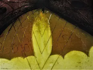 Sam Parabirsingh - Grote handgekleurde Ets "Vlinder"- zeer kleine oplage (5) Ingelijst kopen? Bied vanaf 49!