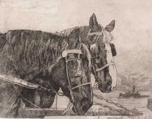 Jan Sirks - C459-3 - Paarden kopen? Bied vanaf 50!