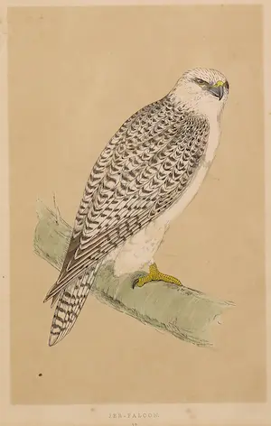Alexander Francis Lydon - Handgekleurde gravure uit The History of British Birds, Jer-Falcon kopen? Bied vanaf 1!