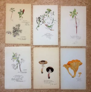 Han Krug - Botanische tekeningen/aquarellen jaren 40/50 kopen? Bied vanaf 45!