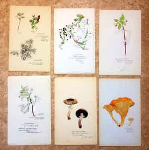 Han Krug - Botanische tekeningen/aquarellen jaren 40/50 verkocht voor € 45!