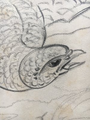 Willem van Konijnenburg - Roofvogel kopen? Bied vanaf 45!