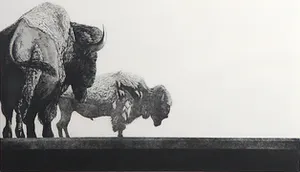 Rene Polak - Ets en aquatint, Twee bisons - Ingelijst kopen? Bied vanaf 1!