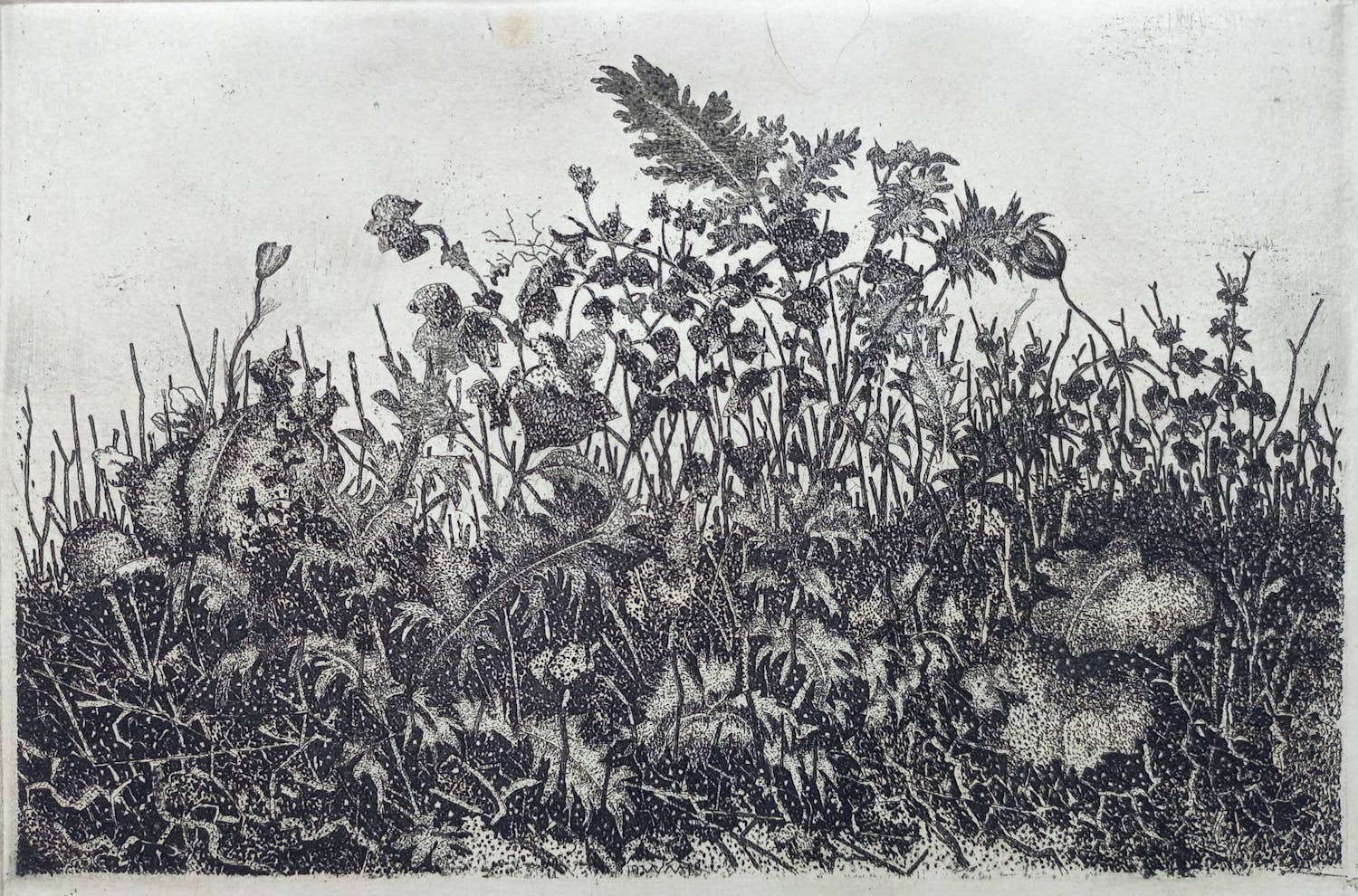 Willem Minderman - Planten, ets kopen? Bied vanaf 45!