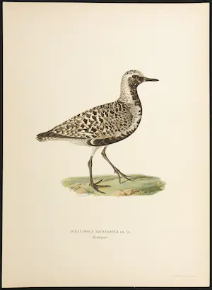 Wilhelm von Wright - Litho, Squatarola Squatarola, uit Svenska foglar (...) kopen? Bied vanaf 1!