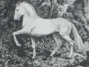 Dirk van Gelder - Wit paard in Arcadisch landschap - Gravure kopen? Bied vanaf 75!