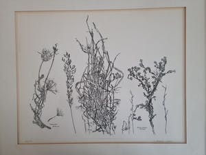 Simon Koene - Plantensoorten kopen? Bied vanaf 10!