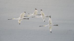 Ari Stolk - New Life kopen? Bied vanaf 495!