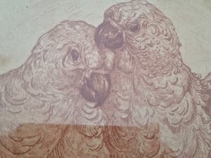 Jan Schonk - Kaketoes kopen? Bied vanaf 50!