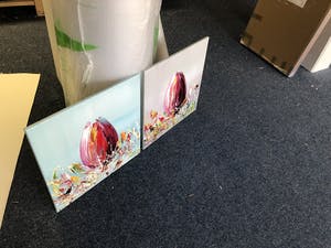 Gena - Bloemen Tulpen kopen? Bied vanaf 1!
